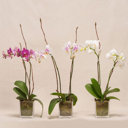 Long Lasting Orchid Plant (single stem)