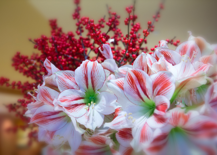 Christmas Flowers