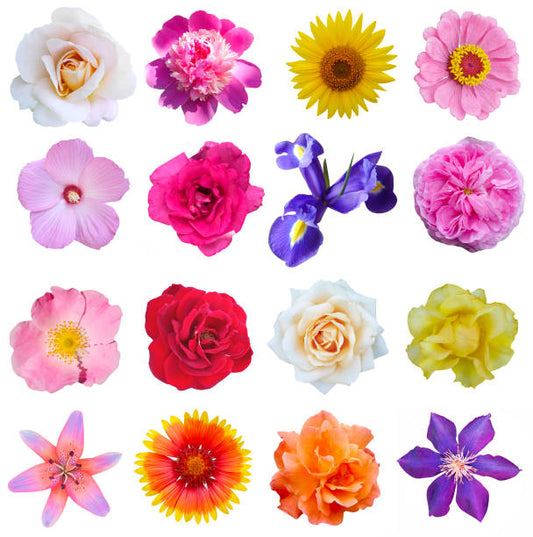 Birth Month Flowers and Their Meanings: Find Your Perfect Bloom