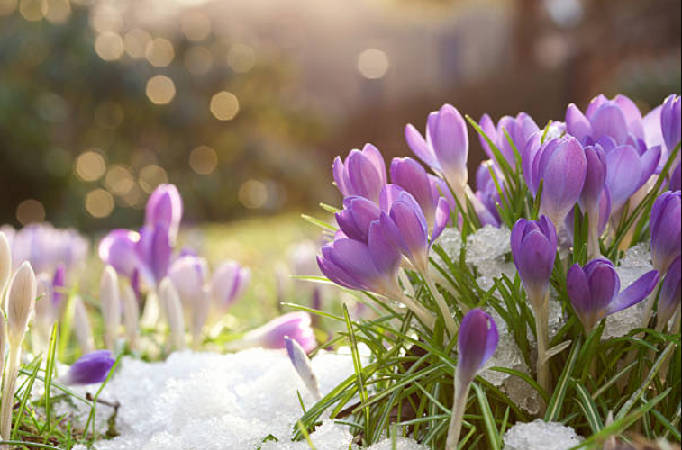 Best Winter Flowers to Brighten Cold Days and Warm Hearts