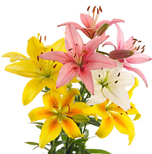 The Meaning Behind Lily Flowers and When to Gift Them