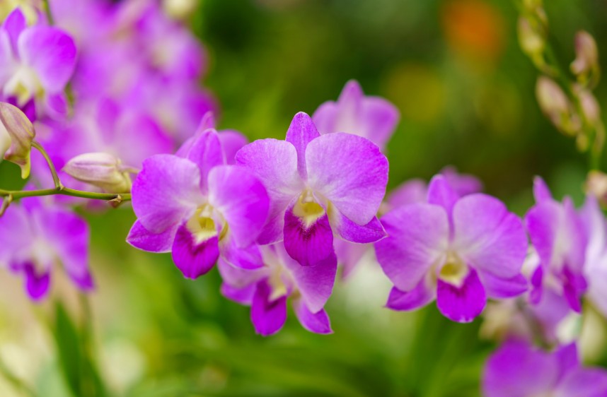 Orchid Flower Colours and Their Meanings: A Complete Guide