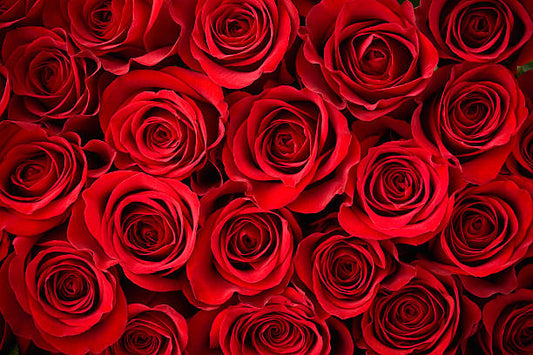 Best Red Rose Varieties To Present This Valentine’s Day