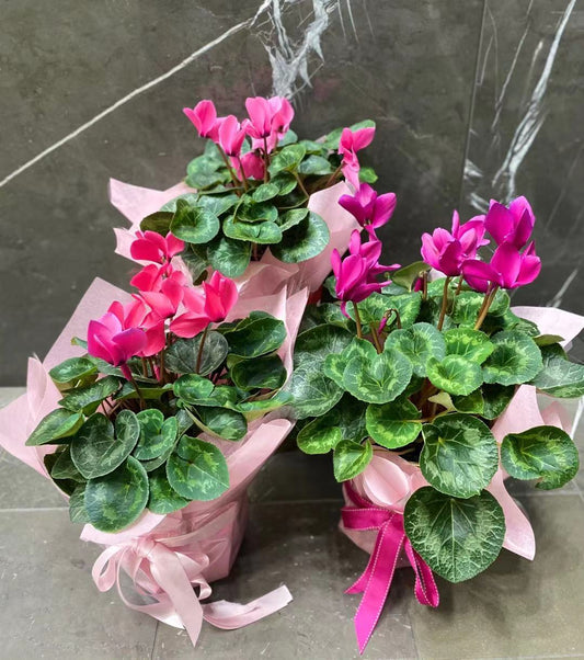 A Cyclamen Medium Plant (Mother's Day)
