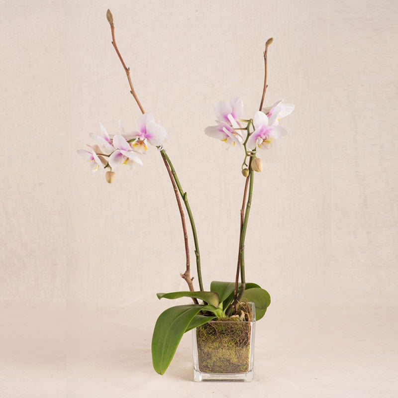 Long Lasting Orchid Plant (single stem)