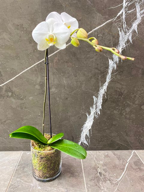 Long Lasting Orchid Plant (single stem)